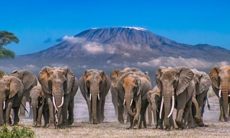 Maasai Mara