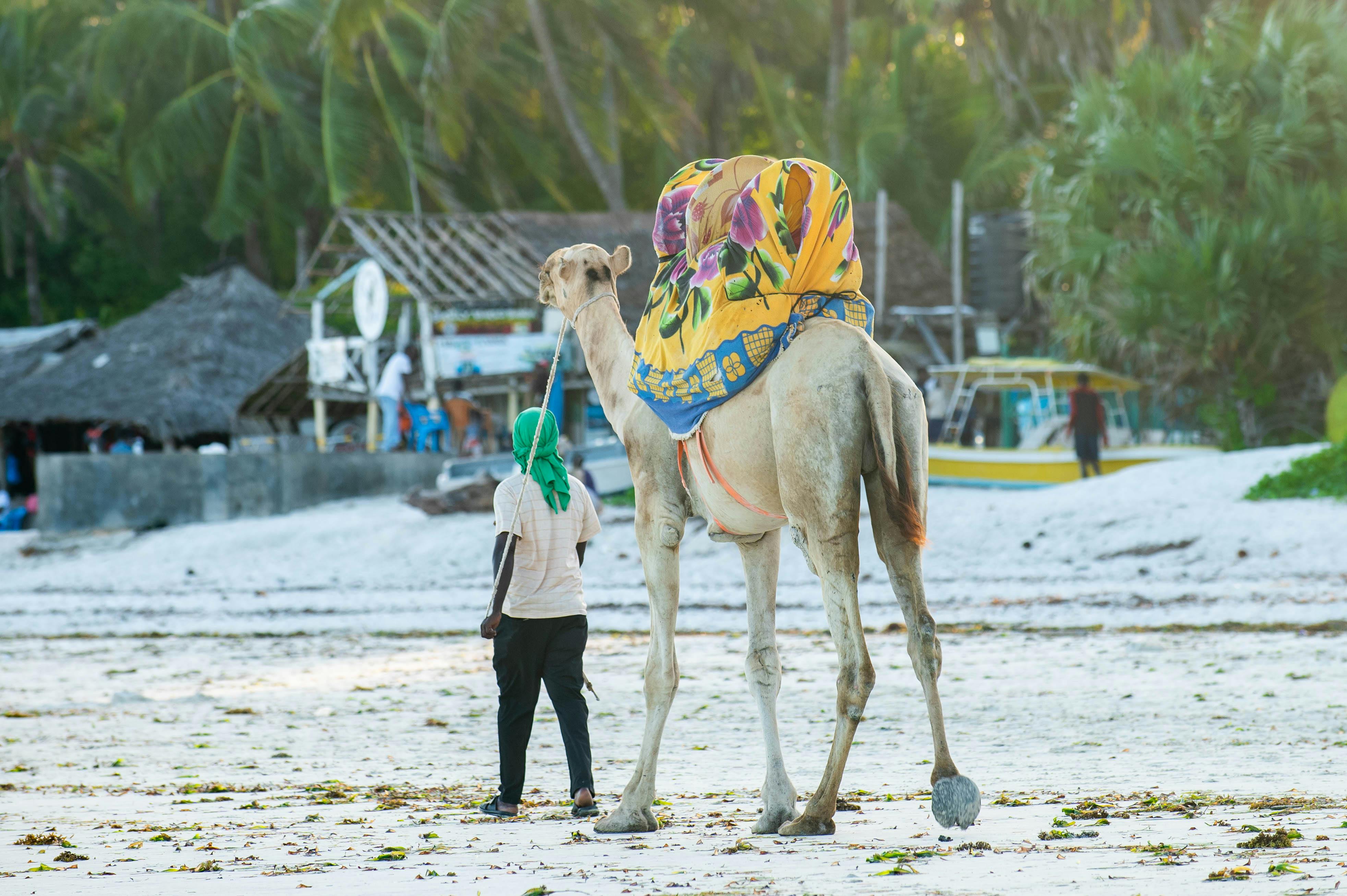 Beach & Safari Combination