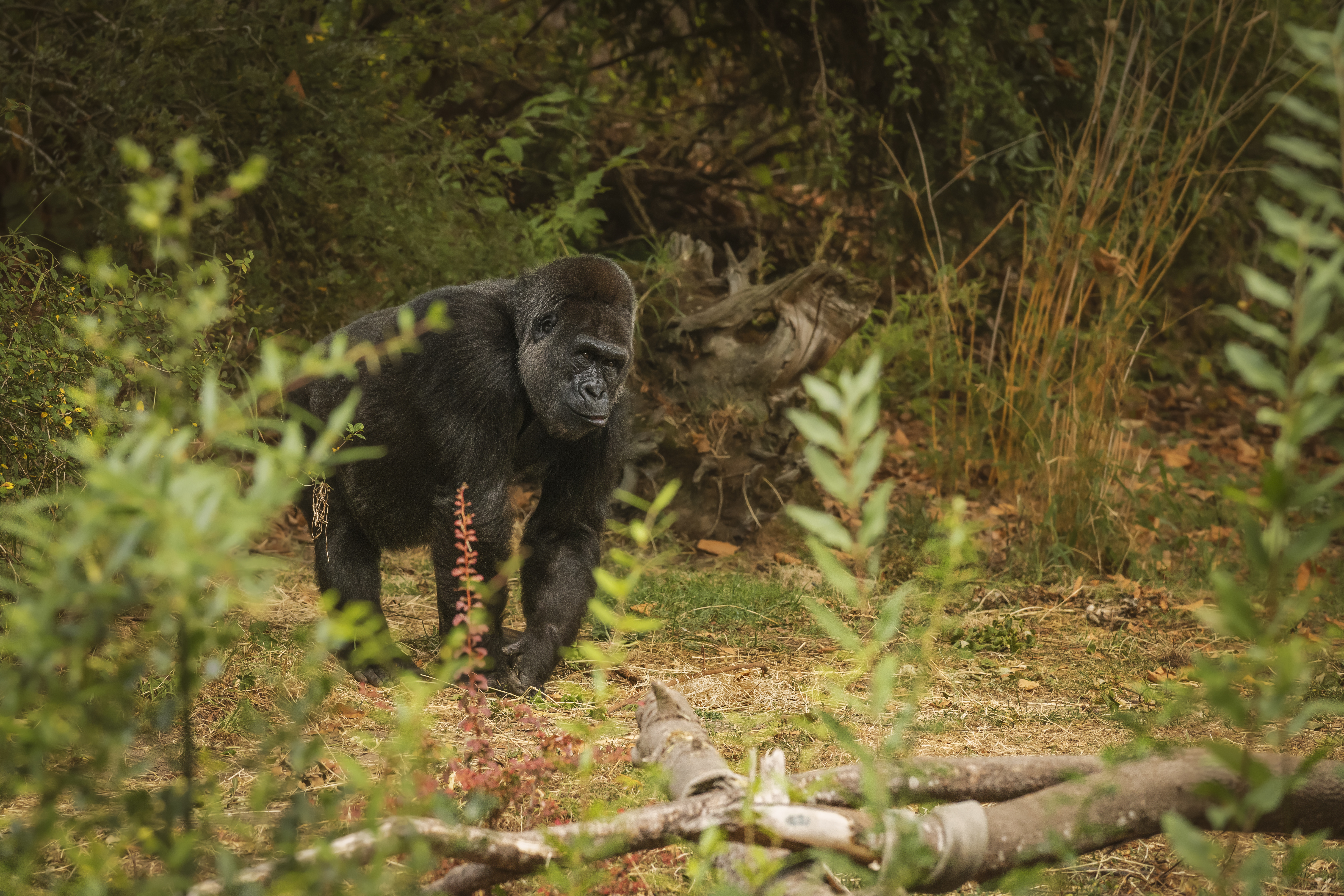 Gorilla Trekking Guide