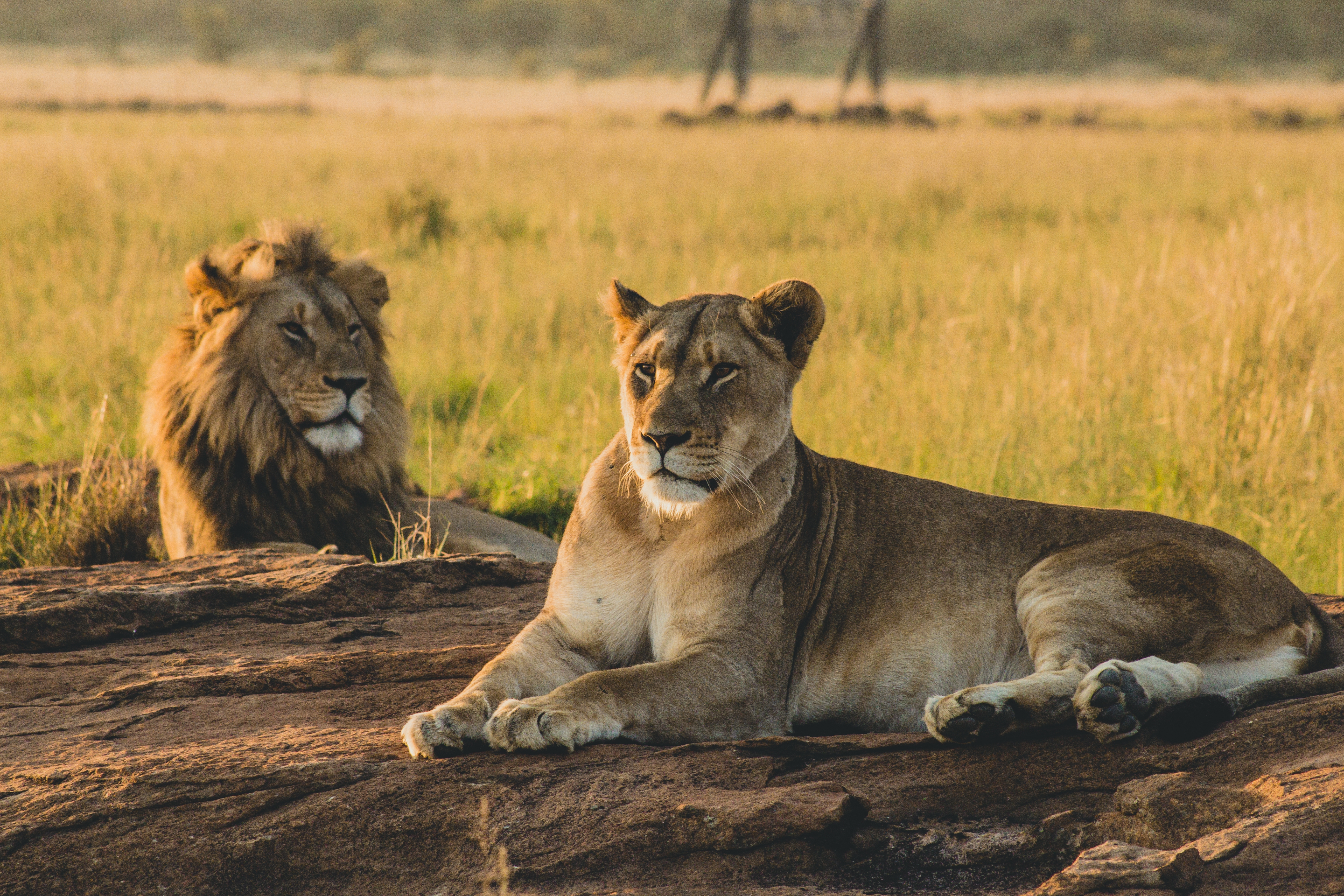 Maasai Mara honeymoon