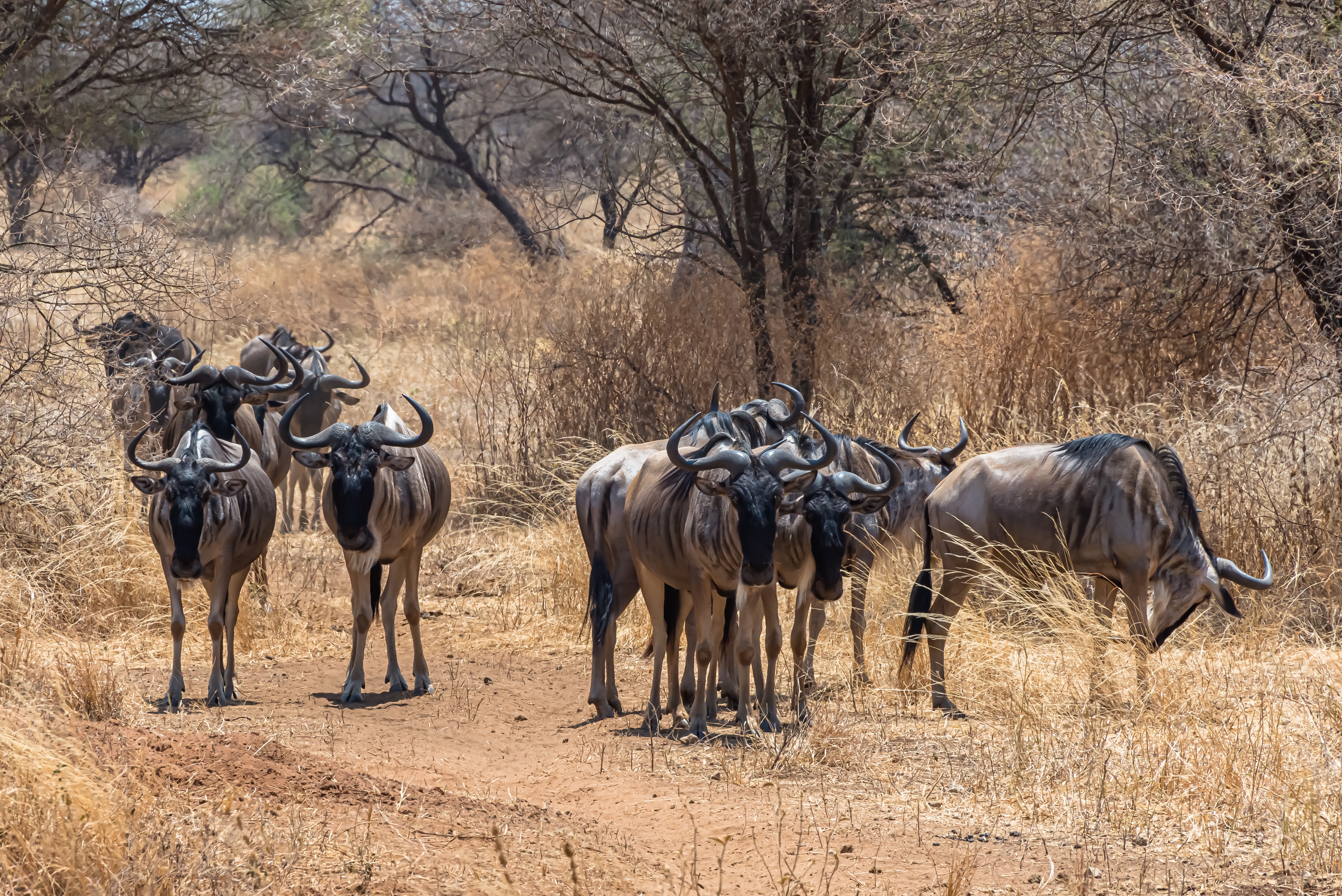 Amboseli