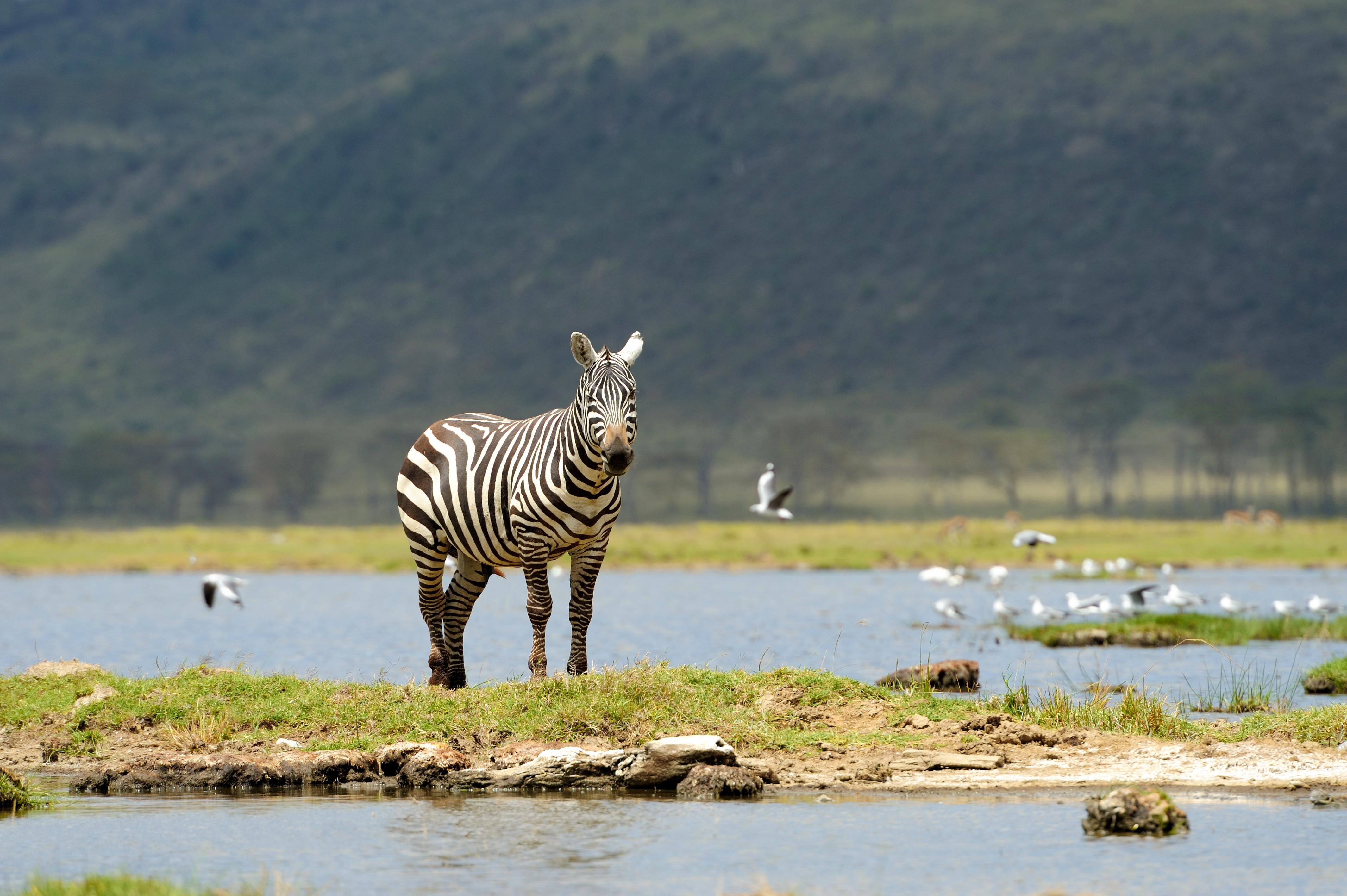 Serengeti honeymoon