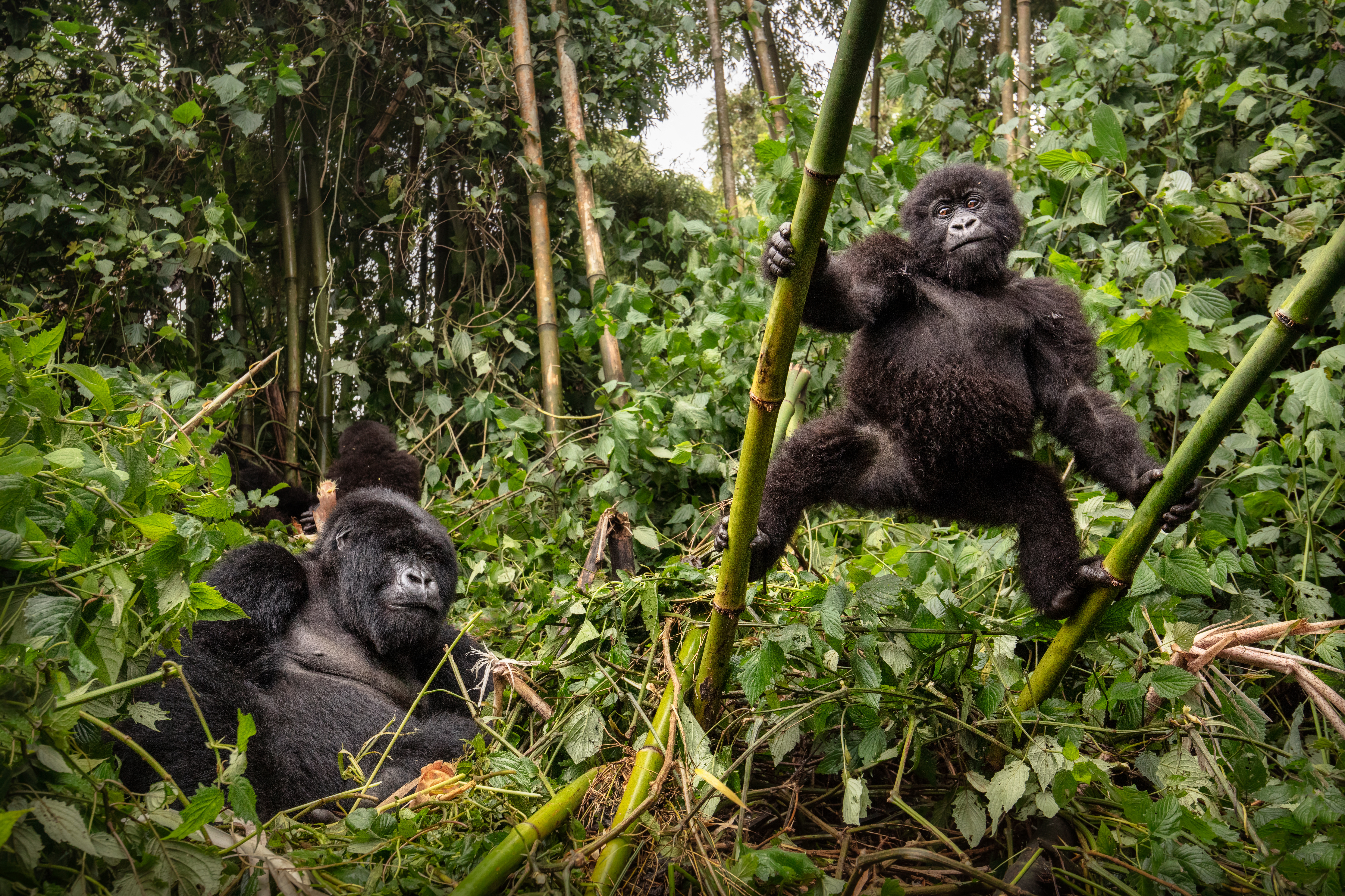 Classic Gorilla Trek