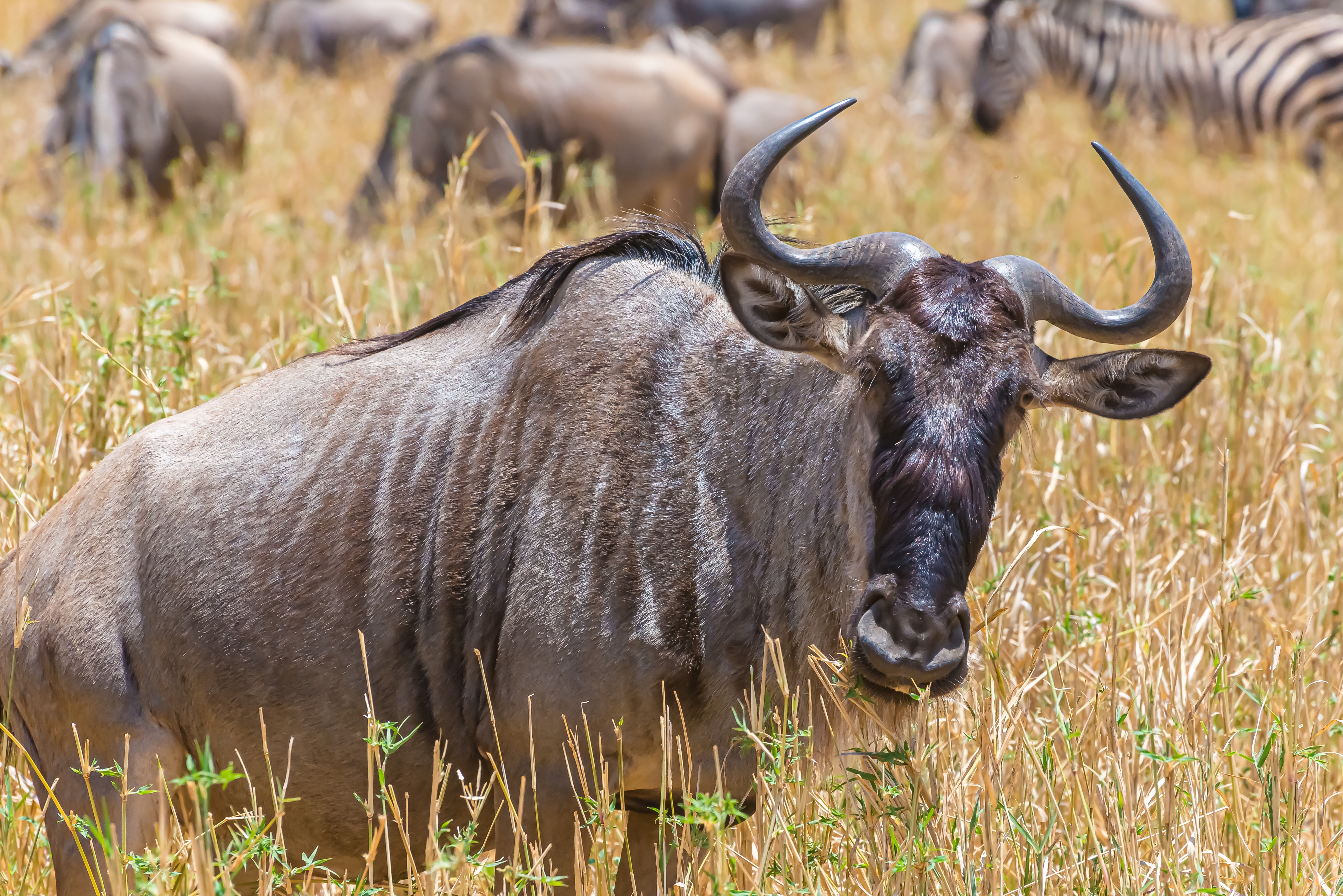 Serengeti National Park